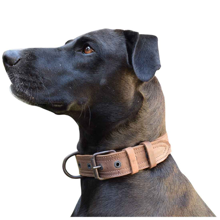 Leather Medium Dog Collar (12 to 21 in.)